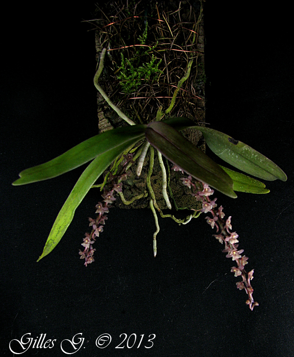 Rhipidoglossum rutilum