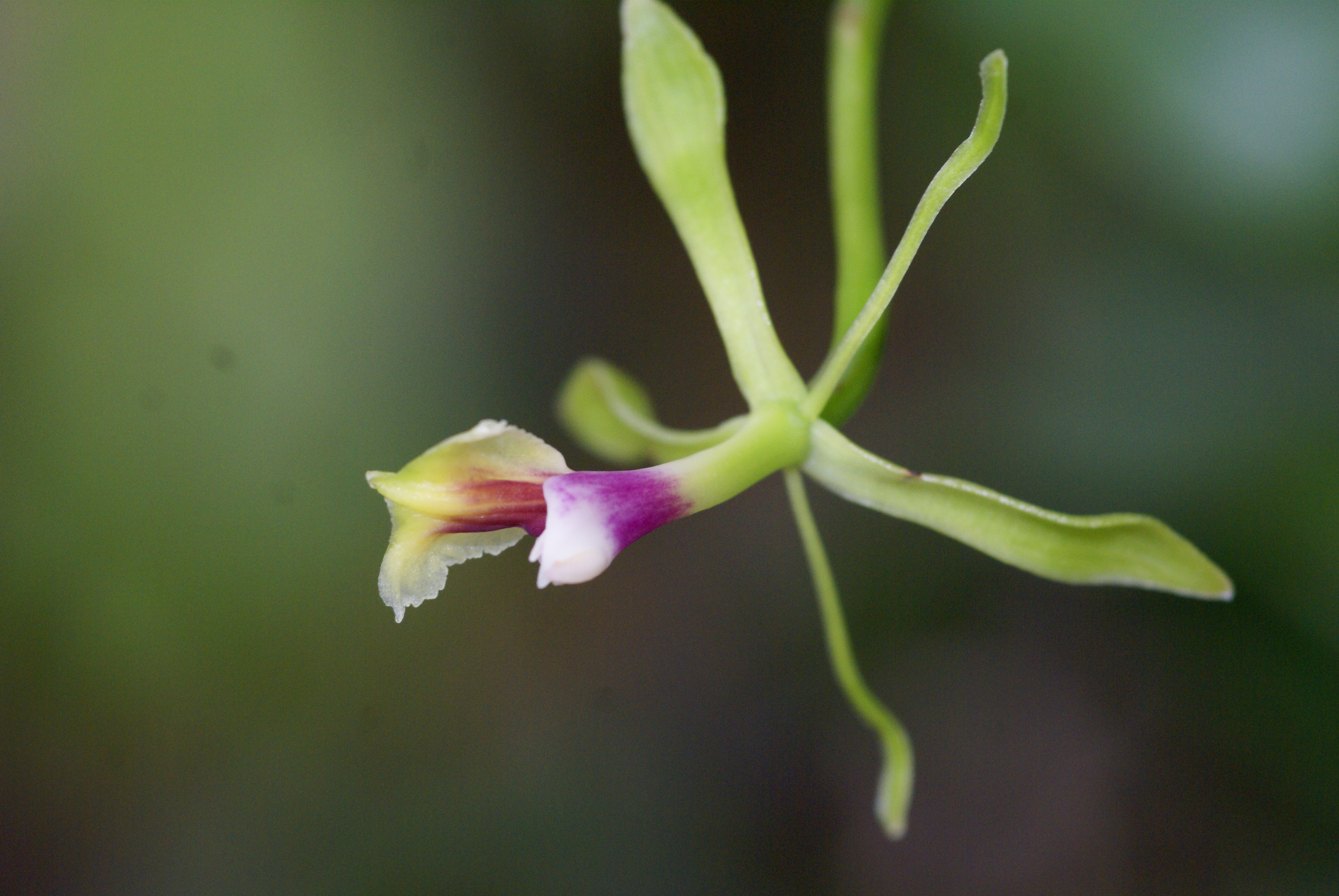 Epidendrum pseudepidendrum var.