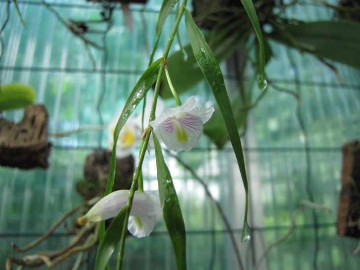 Dendrobium linéarifulium