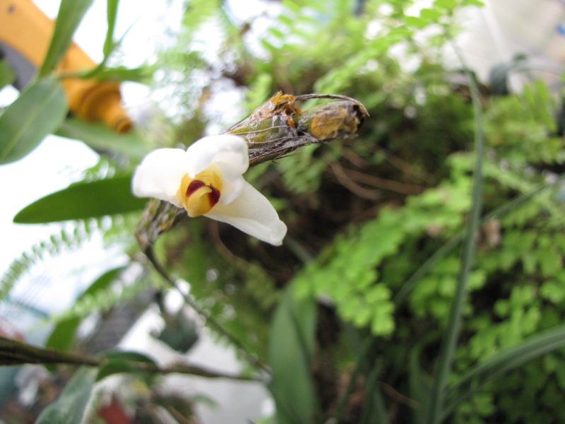 Dendrobium rovonii