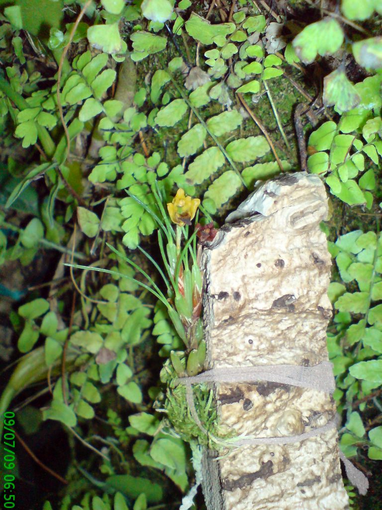 Maxillaria vermicosa