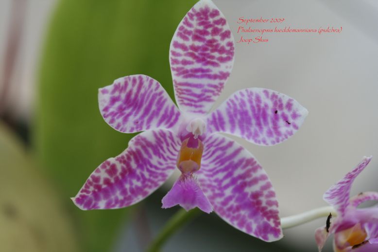 Phalaenopsis lueddemanniana pulchra