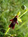 Ophrys_insectifera00659