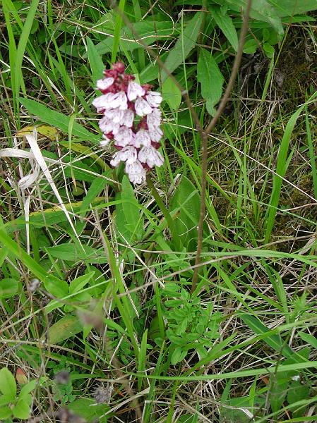 O.purpurea0.jpg - Orchis purpurea