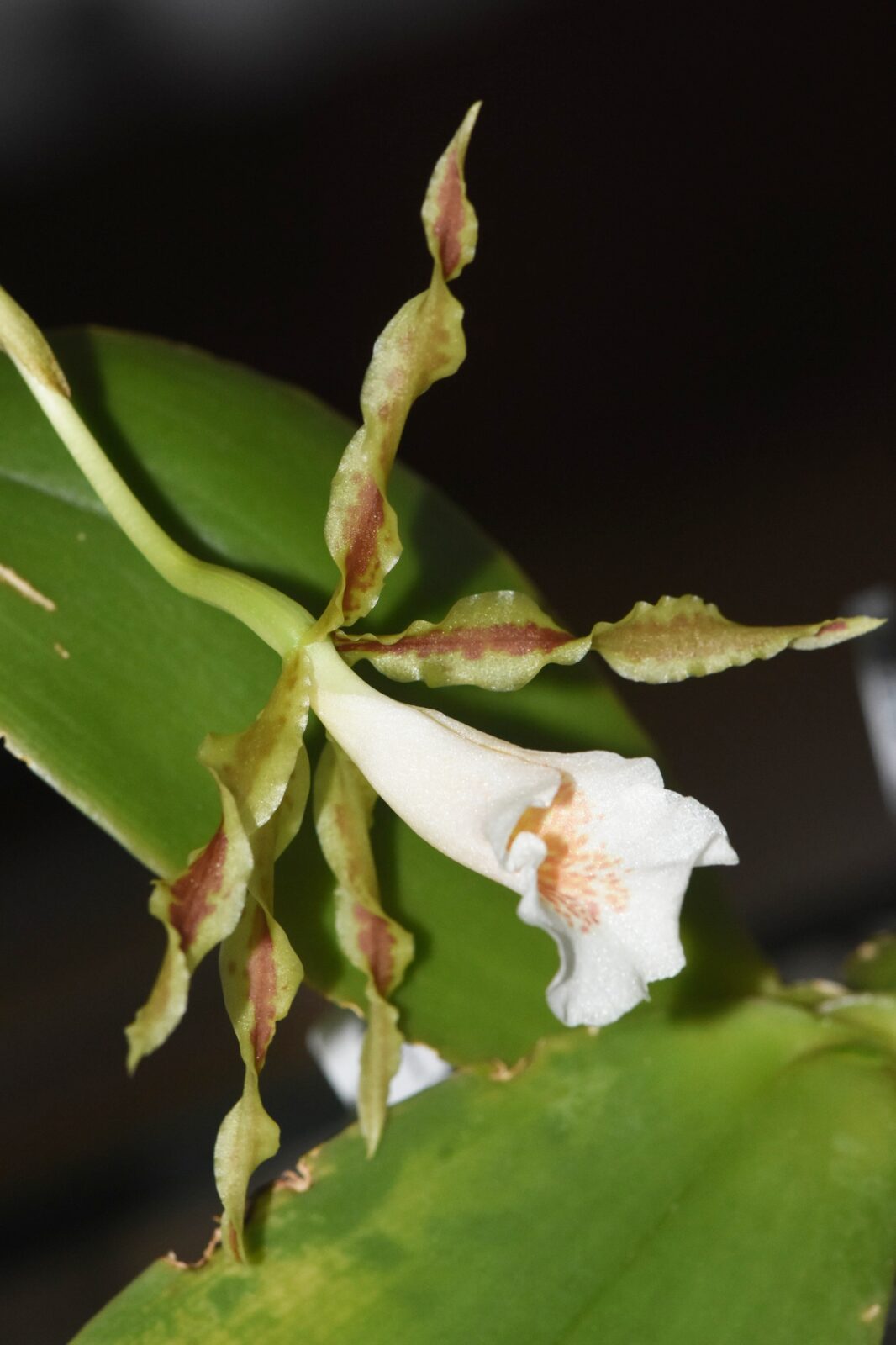 Trichopilia tortilis